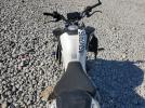 Cf Moto 800nk Image 6
